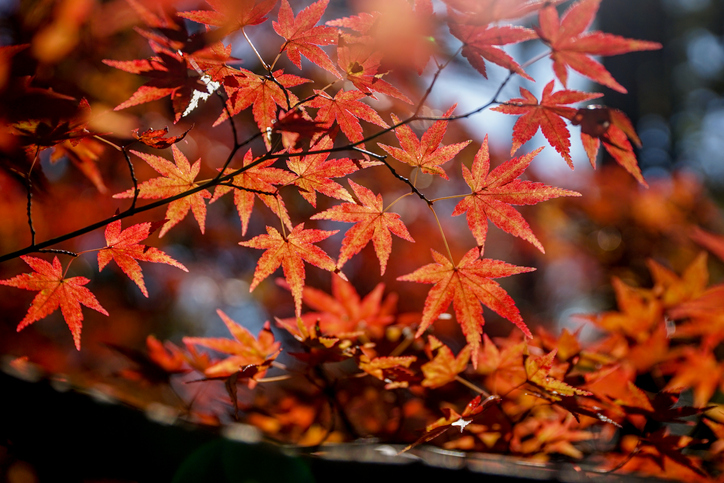 가을 산책에 제격! 자연휴양림 Best 5