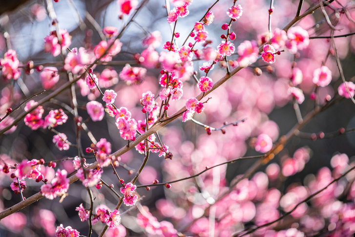 “멀리 가지 마세요~” 서울 속 매화 명소 어디?