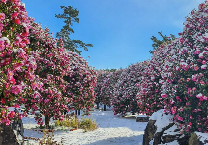 하얀 겨울에 색을 입힐 동백꽃 명소는 어디?